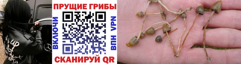 магазин продажи наркотиков  Волгодонск  Галлюциногенные грибы мухоморы 